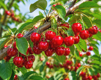 Grow Your Own Sweet Cherry Tree