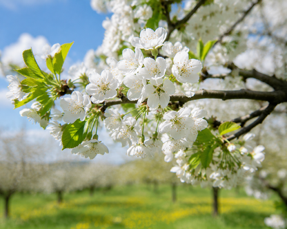 Grow Your Own Sweet Cherry Tree